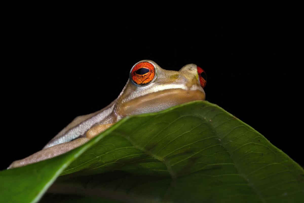 Look out for the frogs this monsoon in Kerala The Hindu